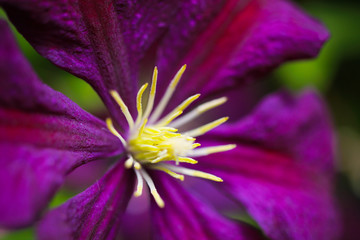 Makro close up of pink flower blossom (Clematis viticaria president romantika)