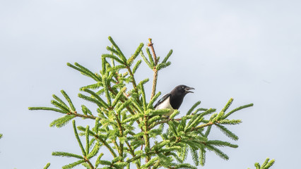 pica on top of picea