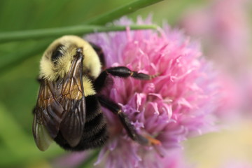 Macro photography of a common eastern bumble bee foraging among pink and purple chive blossoms.