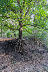 Still a green tree, but already devoid of soil under the roots due to soil erosion caused by human activity