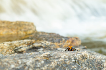 ladybug on a leaf