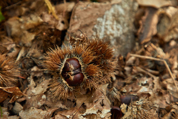 Naklejka na ściany i meble edible chestnuts on the ground