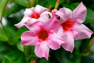 Mandevilla flower Apocynaceae family macro background fine art in high quality prints products fifty megapixels