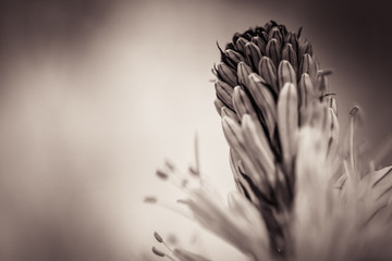 close up of asphodels flowers in forest in black and white with blurry background