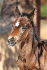 Braunes Fohlen mit Blesse - Portrait