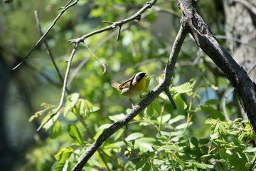 Common Yellowthroat