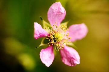 Flower Rubus occidentalis Rosaceae family macro background fine art in high quality prints products...