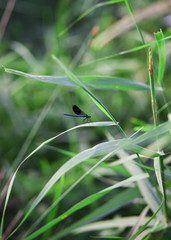 black dragonfly on the leave