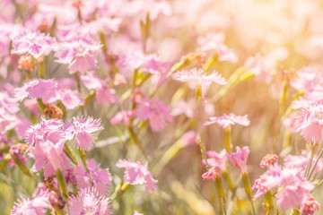 Beautiful summer sunny pink flowers background