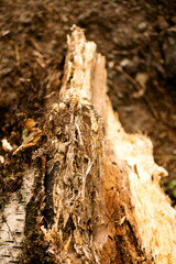 Wood abstract macro background fine art in high quality prints products fifty megapixels
