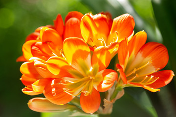 orange clivia flowers or natal lily in a garden