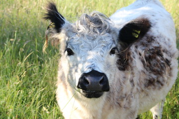 Young gallowys in high grass