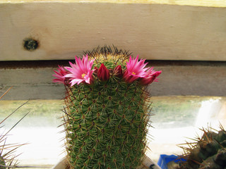 Cactus blooms Mammillaria blosfeldiana, close-up