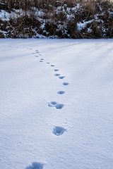 winter cold nature details with snow and vegetation under snow cover