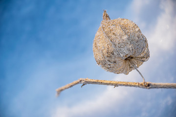 winter cold nature details with snow and vegetation under snow cover