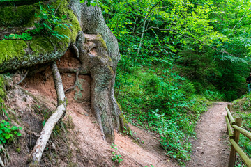 forest vegetation details in summer nature
