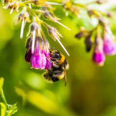 Bee on a flower, pollinating Common Comfrey