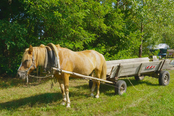 Horses harnessed to a cart on the farm. Animals
