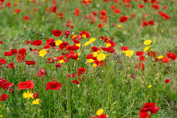 field of red poppies 
