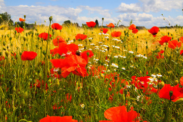 View on grain field in summer with red corn poppy flowers (Papaver rhoeas) chamomile blossoms...