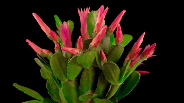 Timelapse of Blooming Cactus. Flower Opening and Closing on Black Background. 4K.