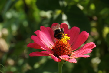 Close up of purple Zinnia flower . white Zinnia flower in the garden.