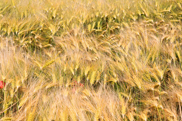 Close up View on grain grass field in summer