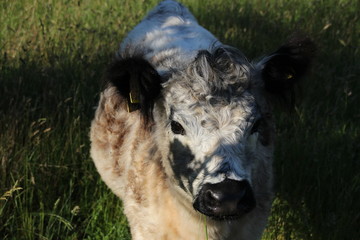 Young gallowys in high grass