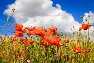 View on grain field in summer with red corn poppy flowers (Papaver rhoeas) against blue sky with scattered cumulus clouds