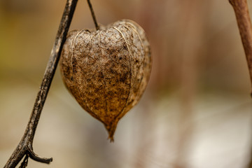 forest vegetation details in summer nature
