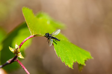 forest vegetation details in summer nature