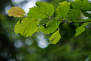 young fresh linden tree leaves in forest summer after the rain