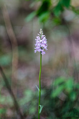 beautiful purple blue summer flowers isolated on green background