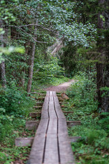beautiful pathway in the green forest after the rain