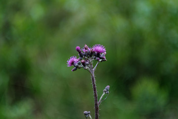 beautiful purple blue summer flowers isolated on green background