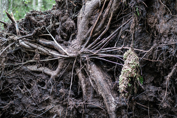 forest vegetation details in summer nature