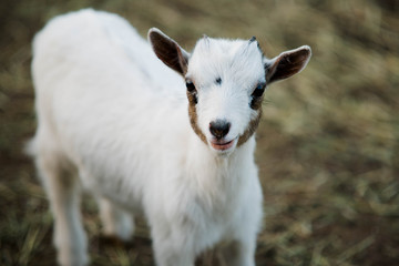 Obraz premium Dwarf goat