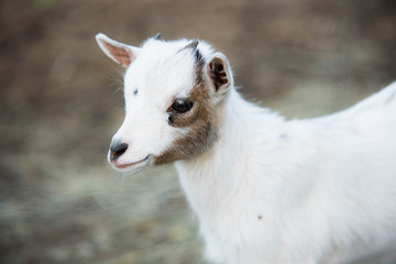 Dwarf goat