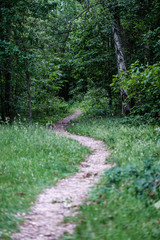 beautiful pathway in the green forest after the rain