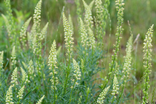 Reseda lutea, yellow mignonette,  wild mignonette flowers