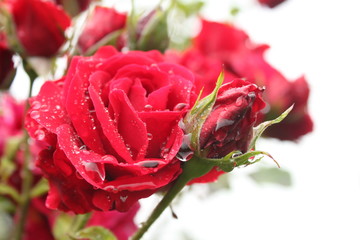 Rote Rose nach Regen