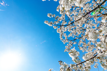 Blütenknospen erblühen im Frühling