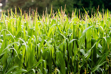 Fototapeta na wymiar Corn plant