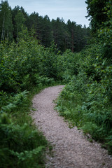 Obraz premium beautiful pathway in the green forest after the rain
