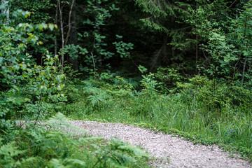 beautiful pathway in the green forest after the rain