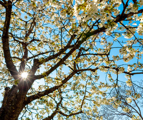 Licht erstrahlt durch weiße Blütenknospen von Baum und erblühen im Frühling. Die Natur erweckt zum Leben