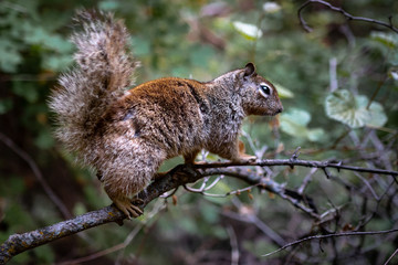 Naklejka na ściany i meble Cute squirrel on a tree
