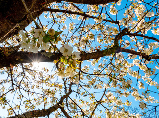 Licht erstrahlt durch weiße Blütenknospen von Baum und erblühen im Frühling. Die Natur erwacht zum Leben