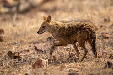 Naklejka na ściany i meble Indian Jackal or Canis aureus indicus calmly walking and observing the behavior possible prey at ranthambore tiger reserve, rajasthan, india