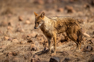 Fototapeta premium Indian Jackal or Canis aureus indicus calmly walking and observing the behavior possible prey at ranthambore tiger reserve, rajasthan, india